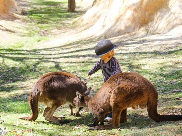 Great Ocean Road Discovery Day Tour