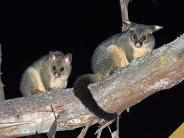 Ballarat Night Eco Spotlight Walking Tour