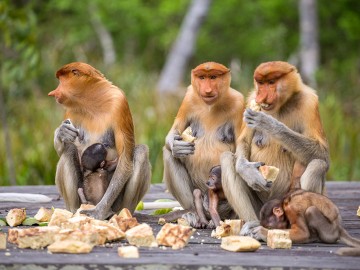 Proboscis Monkey Encounter