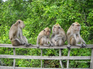 Proboscis Monkey Encounter