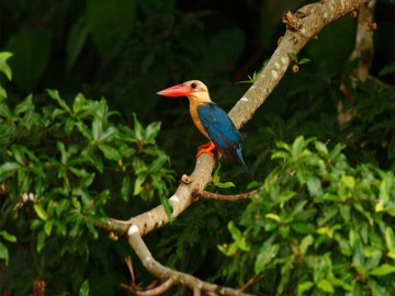 Water Village and Proboscis Monkey