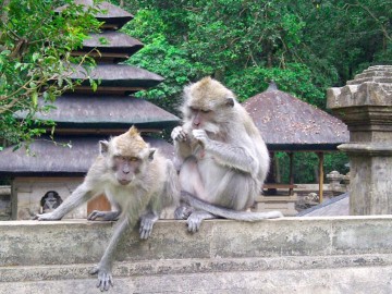 Mengwi, Alas Kedaton & Tanah Lot Tour