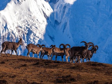 Everest Base Camp Trek